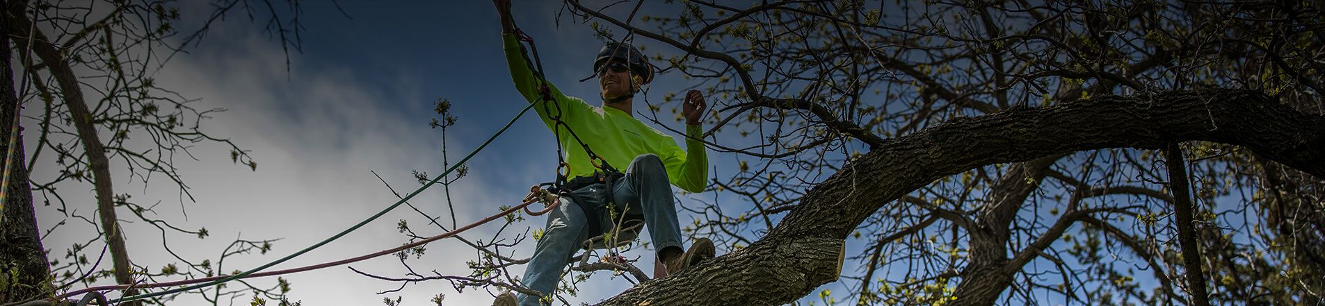 A Beginners Guide to Planting Trees