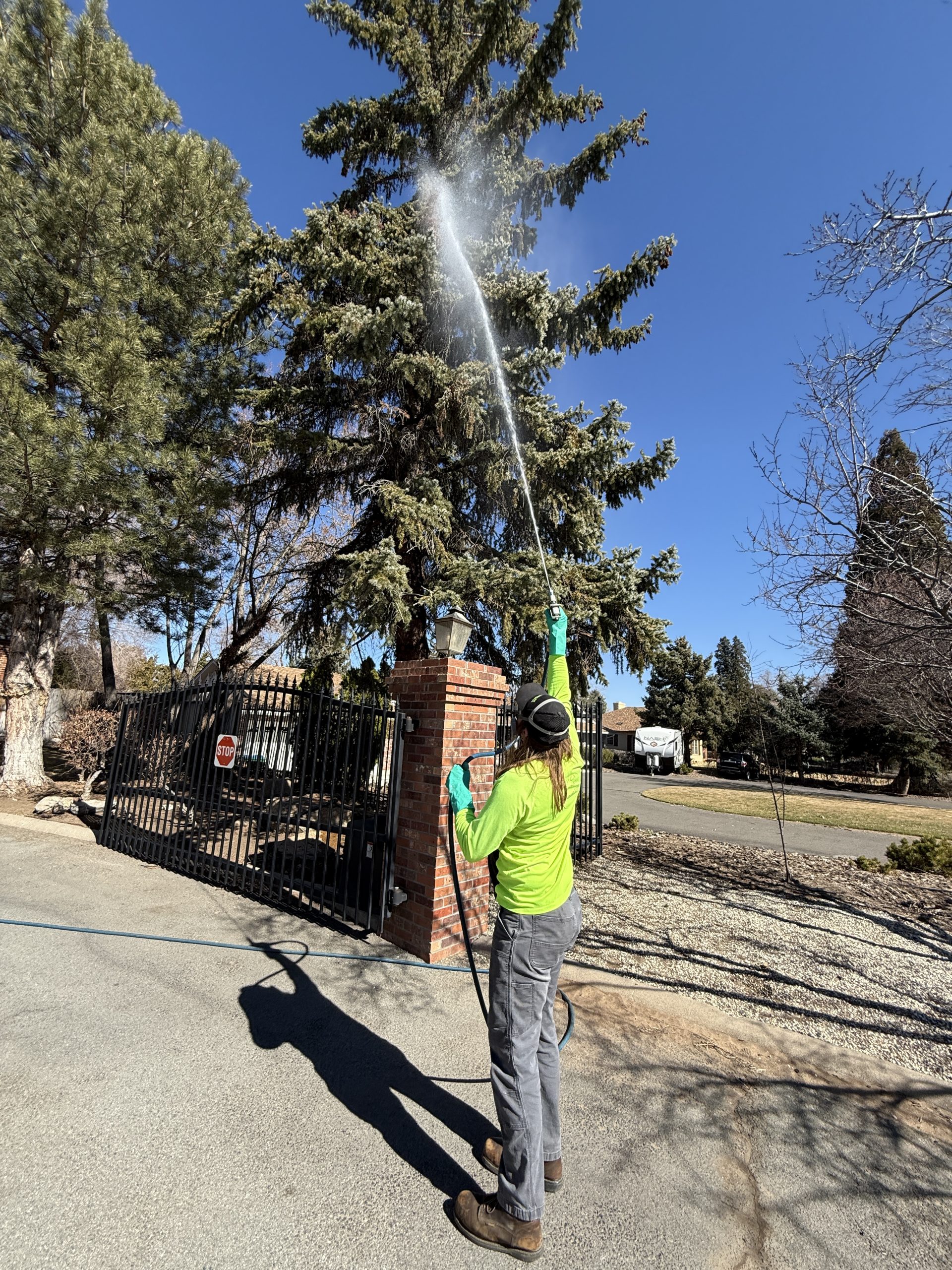 dayton tree care