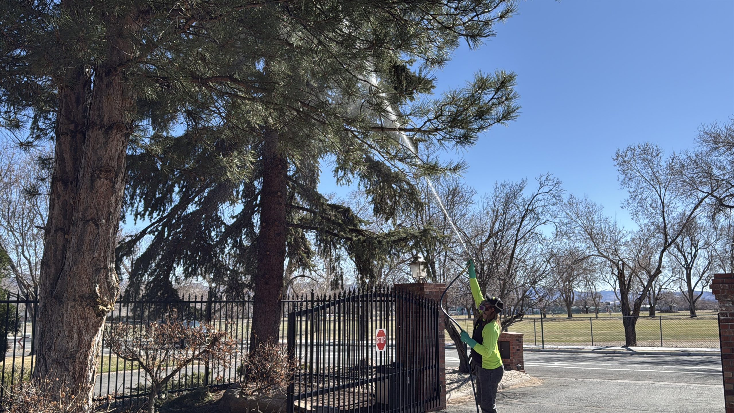 fernley tree care