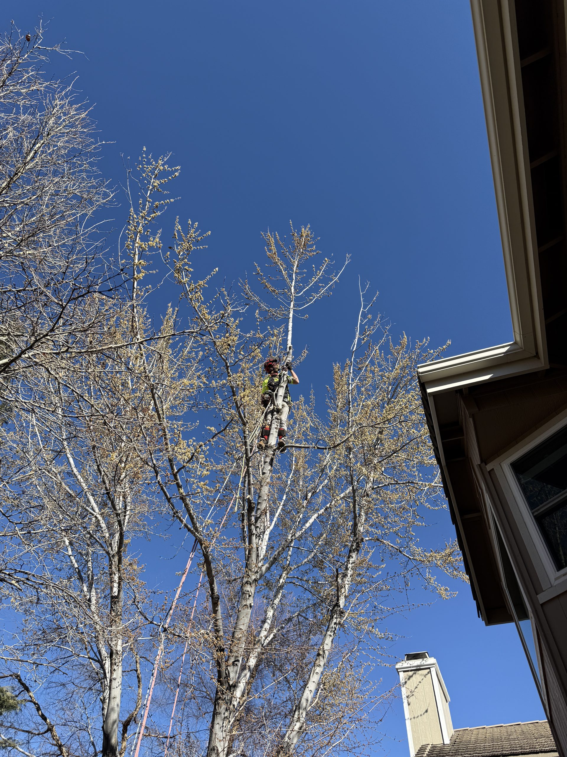 tree climber in fernley