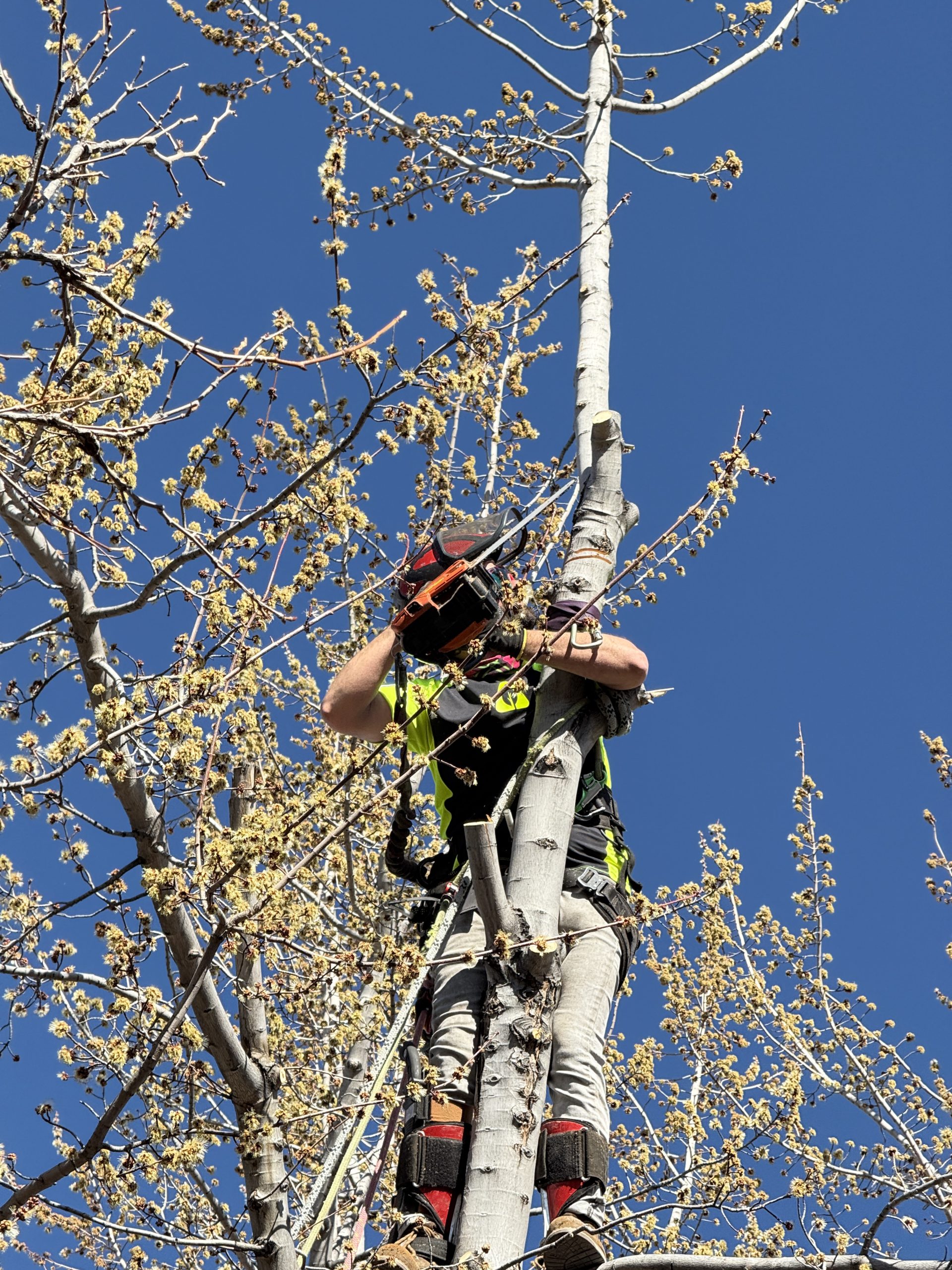 tree service in gardnerville