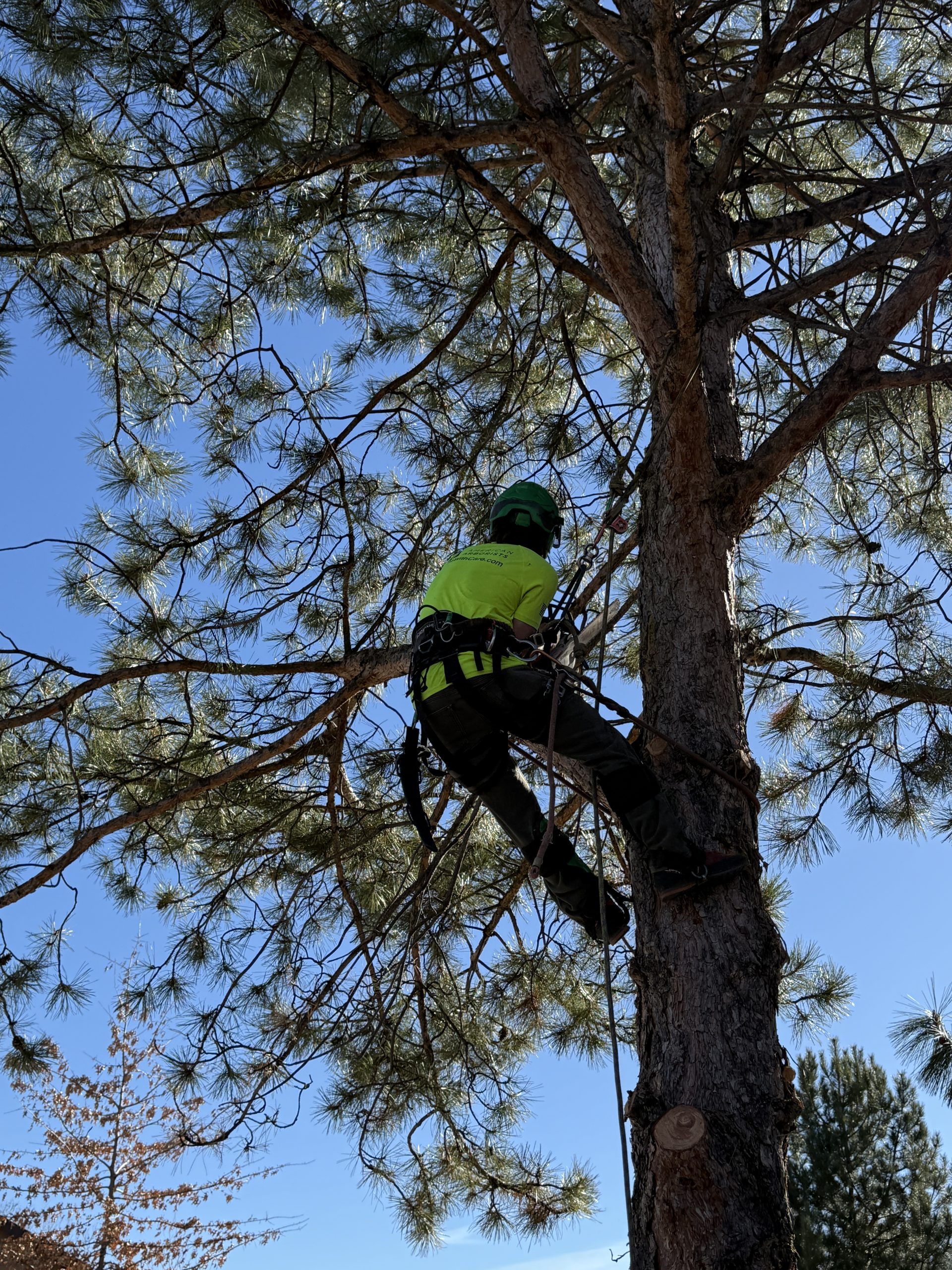 incline village tree care