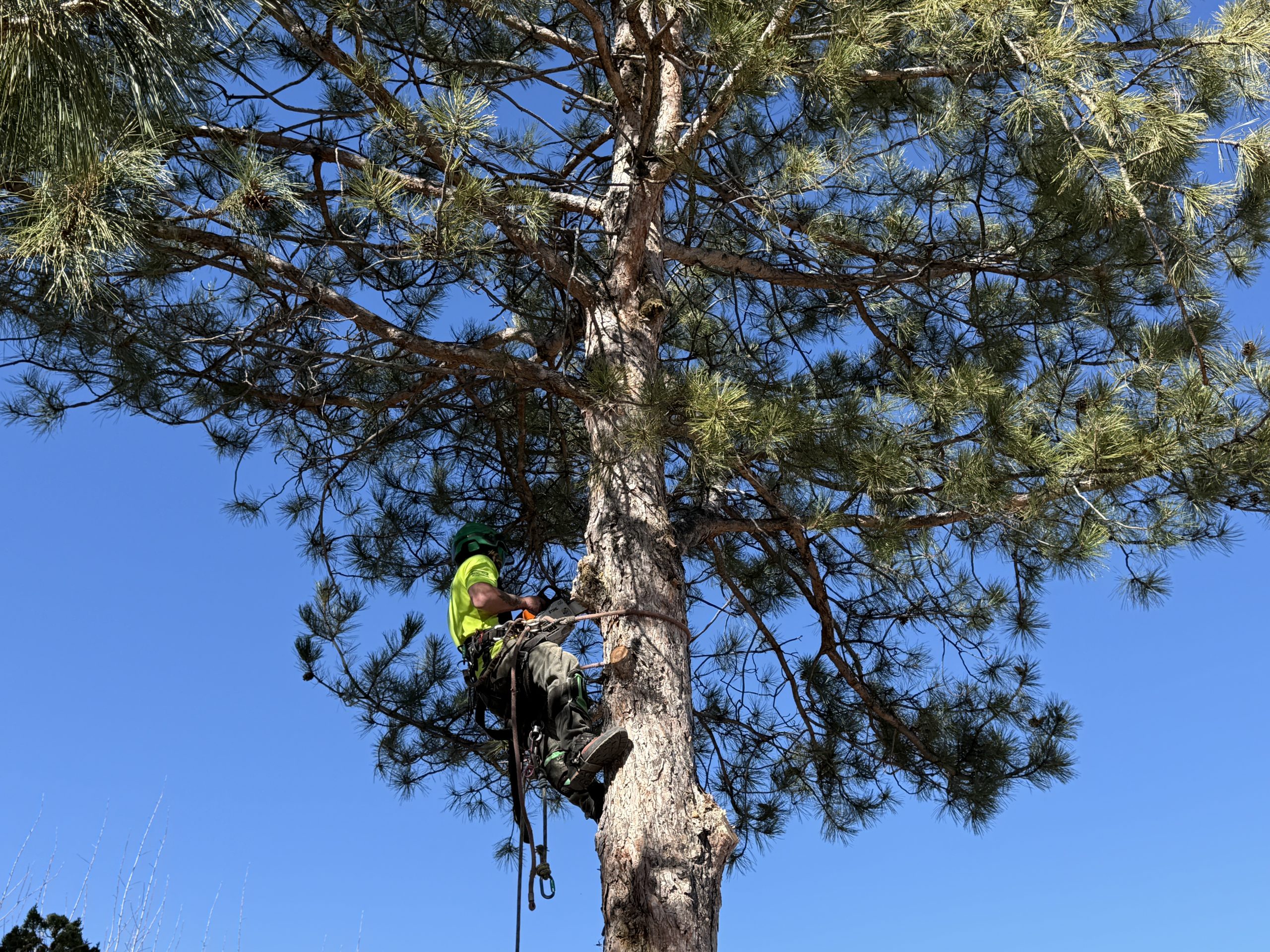 tree service carson city