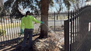 tree disease treatment