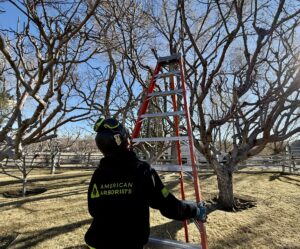 tree pest control